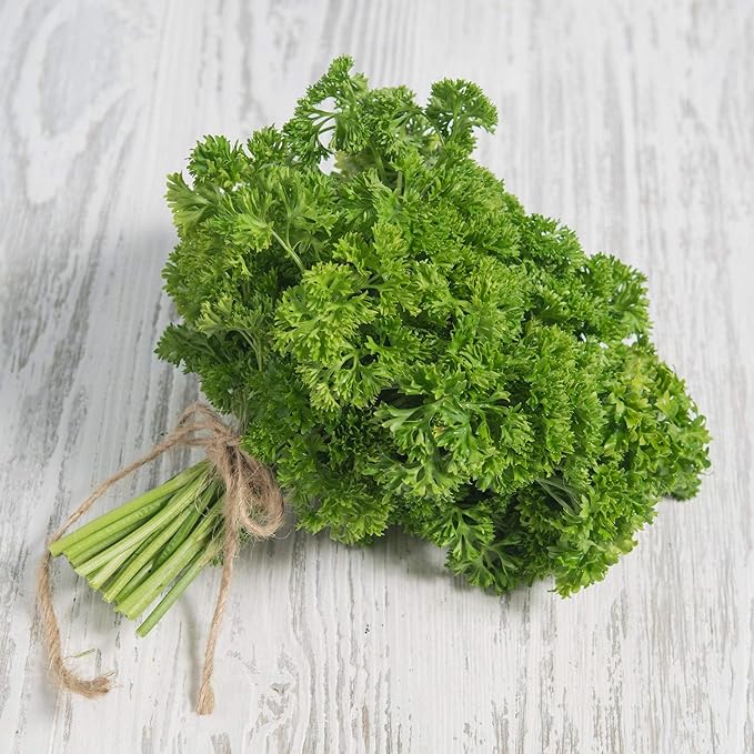 NIKA SEEDS - Seeds Herb Curly-Leaf Parsley Paramount Green - 2000 Seeds