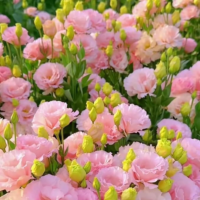 Mix Lisianthus Seeds for Planting, 301+pcs Perennial Lisianthus Flower Seeds, Non-GMO Cut Flowers Beauty Ornamental Flowers Plants for Home Garden Outdoors Indoors