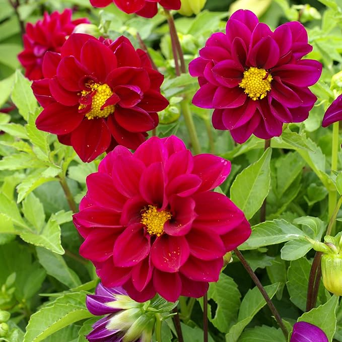 Outsidepride Opera Violet Dahlia Seeds for Planting - 400 Pcs Annual, Easy to Grow, Season-Long Flower Seeds with Colorful Blooms for Containers, Pots, Borders, & Gardens, Suitable as Cut Flower
