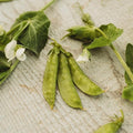 Mammoth Melting Snow Pea - 4oz Bulk (~540 Seeds) - Heirloom Variety, Easy-to-Grow & Cold-Tolerant, Non-GMO Pea Seeds for Planting Outdoors in The Home Garden, Thresh Seed Company
