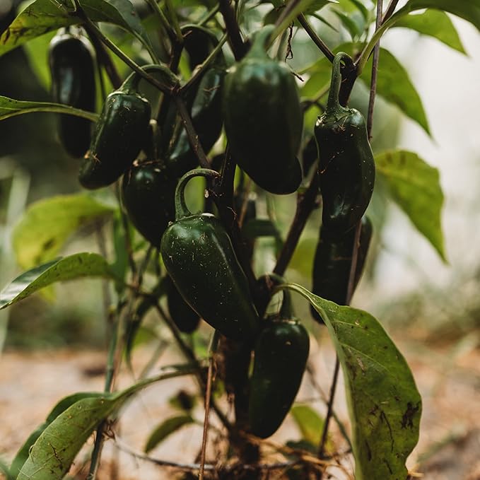 Jalapeno Mild Chile Pepper - 25 Seeds - Heirloom & Open-Pollinated Variety, Tamed Jalapeno, USA-grown Chili Seeds, non-GMO Vegetable Seeds for Planting Outdoors in the Home Garden, Thresh Seed Company