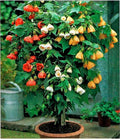 SeedsUP - 50+ Seeds Abutilon (Indian Mallow Flowering Maple) - Flower Mix