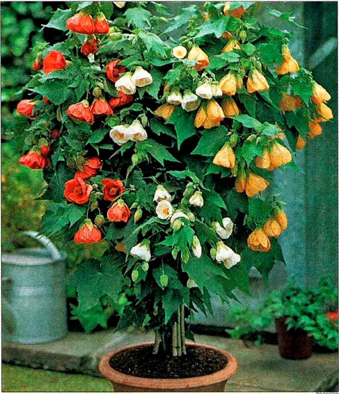 SeedsUP - 50+ Seeds Abutilon (Indian Mallow Flowering Maple) - Flower Mix