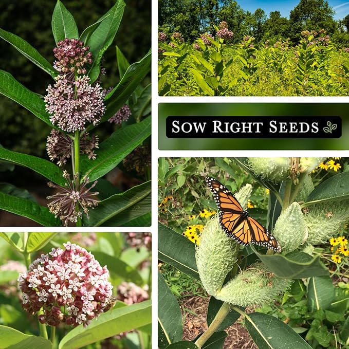 Sow Right Seeds - Common Milkweed Seeds for Planting - Attract Monarch Butterflies to Your Garden - Non-GMO Heirloom Seed Packet with Full Instructions to Plant - Perennial Plant for Pollinators (1)