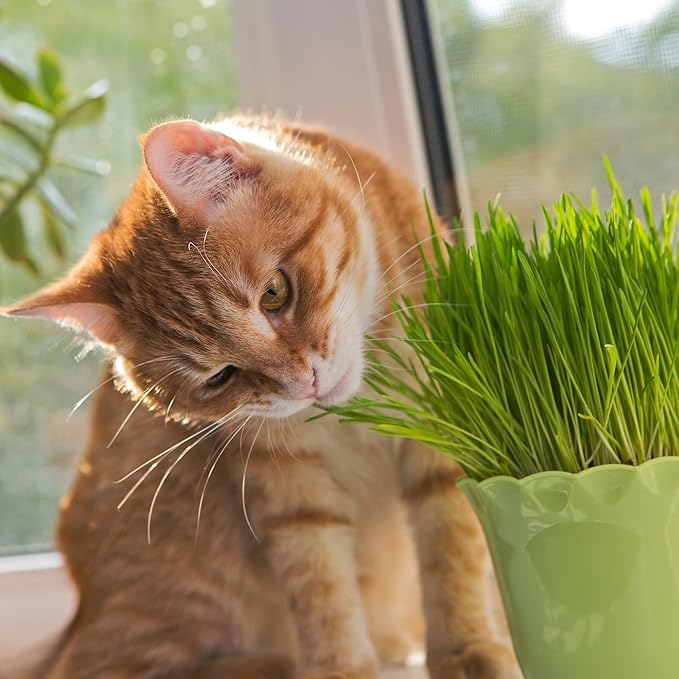 Back to The Roots 100% Organic Heirloom Seeds - Catnip Mint Seeds for Planting Value Pack (200mg Total)