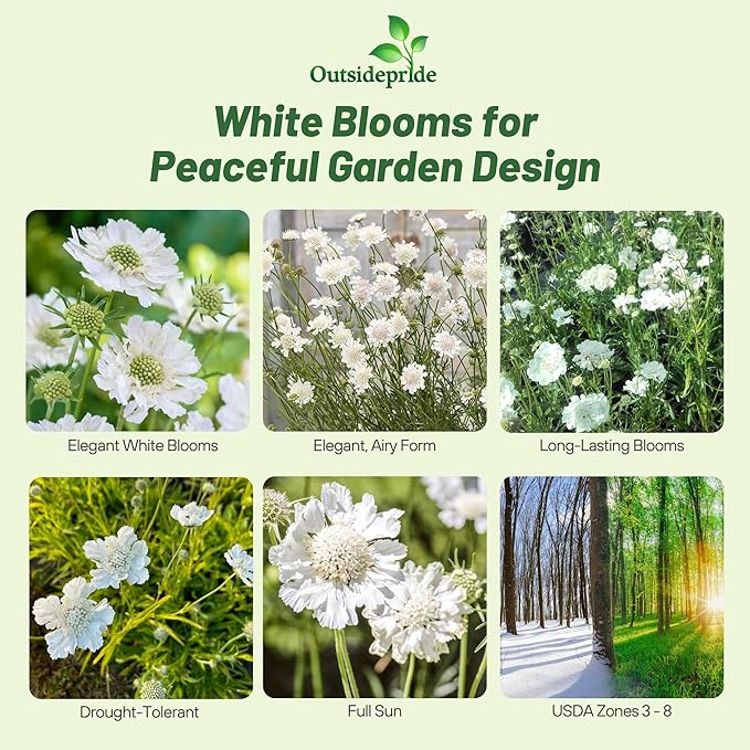 Outsidepride Perfection White Scabiosa Seeds - 400 Pcs Perennial Pincushion Flower Seeds That Attract Pollinators, Upright & Neat Growth Habit for Small Gardens, Borders, Containers, & Xeriscaping