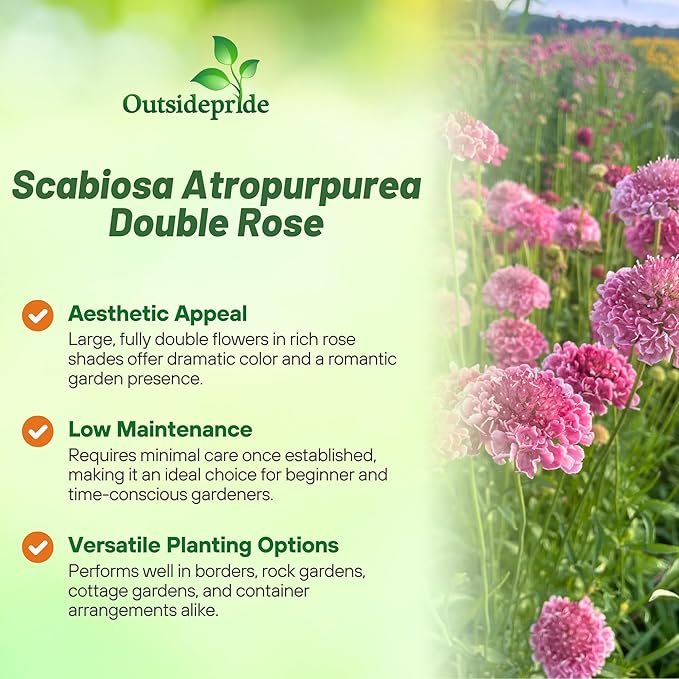 Outsidepride Double Rose Scabiosa Seeds - 200 Pcs Annual Pincushion Flower Seeds That Attract Pollinators, Upright & Neat Growth Habit for Small Gardens, Borders, Containers, & Xeriscaping