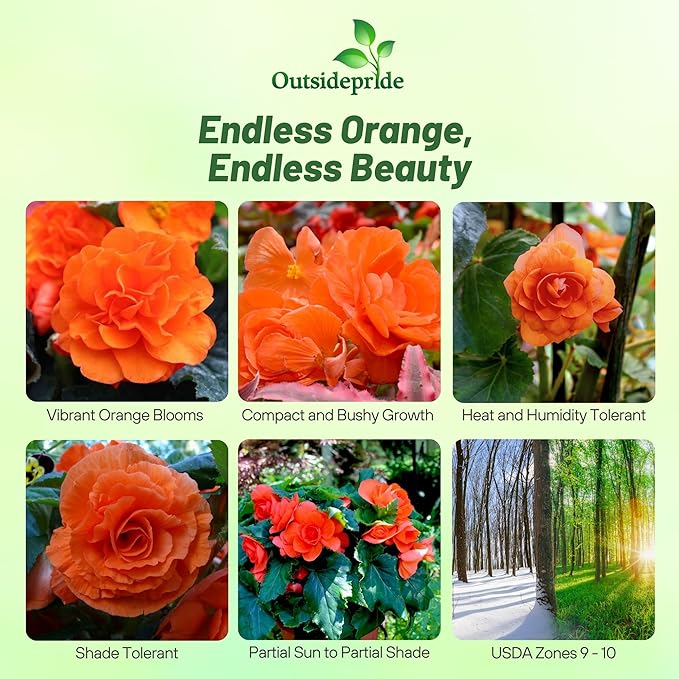 Outsidepride Orange Limitless Begonia Seeds for Planting - 50 Pcs Perennial Flower Seeds with Large Blooms, Arching & Pendulous Growth Habit, for Containers, Hanging Baskets, or Landscape Plantings