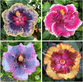 100+ Mixed Hibiscus Seeds Planting Outdoor- Perennial Rare Non-GMO Heirloom Hibiscus Flowers Plant for Your Garden Home