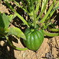 Table King Bush Acorn Winter Squash Garden Seeds - 1 Lbs - Heirloom, Non-GMO - Vegetable Gardening Seed - AAS Award Winner