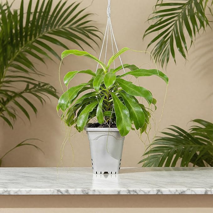 Gyfofix HG7X7SW 7"x7" Square White Pot, 9" Tall Pack of 5
