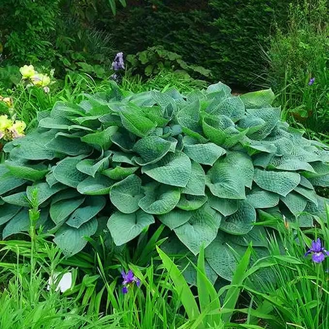 Hosta Seeds for Planting, 195+pcs Rare Perennial Hosta Flower Seeds Plants, Non-GMO Heirloom Long Blooming Plants Shaded Entry Pathway Flowers for Garden Outdoors