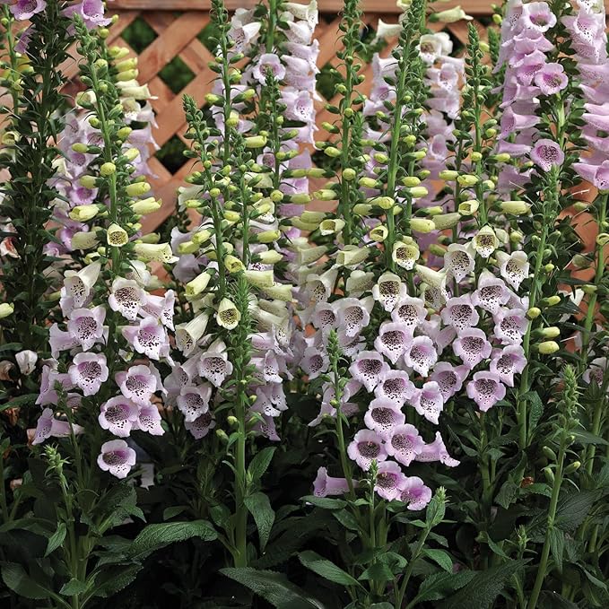 Outsidepride Digitalis Purpurea Camelot Lavender Foxglove Seeds – 50 Pcs Biennial, Prolific, Tall Growing Flower Seeds with Pollinator-Friendly Blooms for Shaded Gardens & Outdoor Landscapes