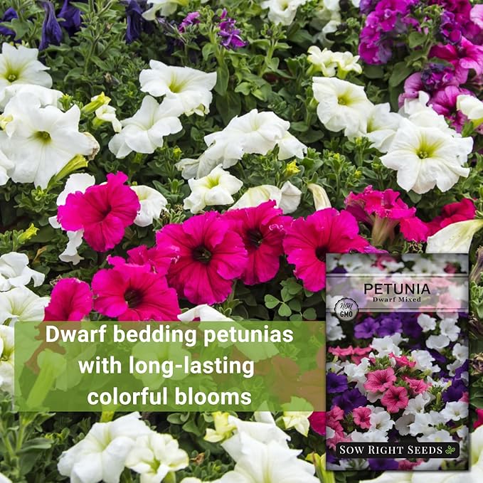 Sow Right Seeds - Dwarf Mixed Petunia Seeds to Plant - Full instructions for Planting and Growing a Flower Garden - Non-GMO Heirloom Seeds - Annual Hanging Basket Flower - Wonderful Gardening Gift (4)