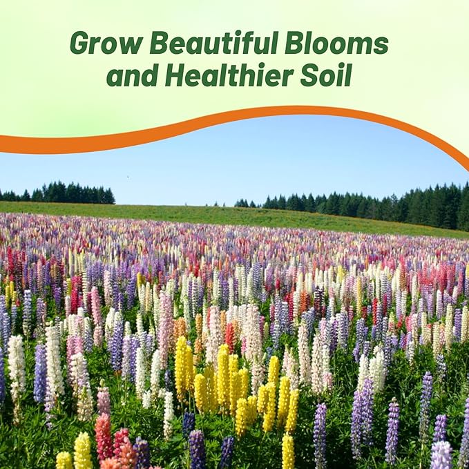 Outsidepride Mixed Russells Lupine Seeds - 1 Lb. Perennial, Self-Sowing, Cold Hardy & Frost Tolerant Wildflower Seeds for Fall Planting, Ideal for Attracting Pollinators & Hummingbirds