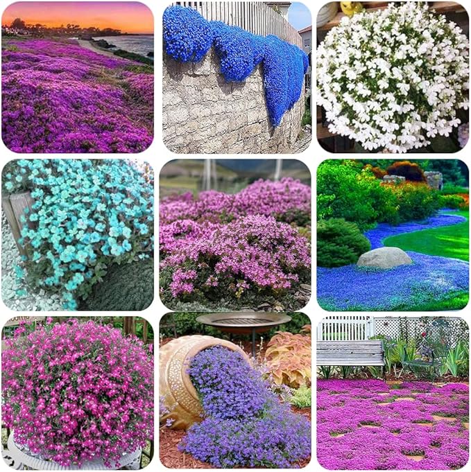 1000+ Mix Creeping Thyme Seeds for Planting, Thymus Serpyllum Heirloom, Ground Cover Plants Easy to Plant and Grow, Purple Red Green Blue Purple White Flowers