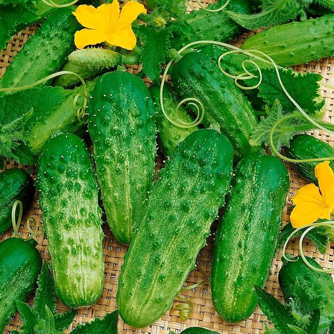 SeedsUP - 40+ Seeds Cucumber Bush Champion for Small-Space - Vegetable Green