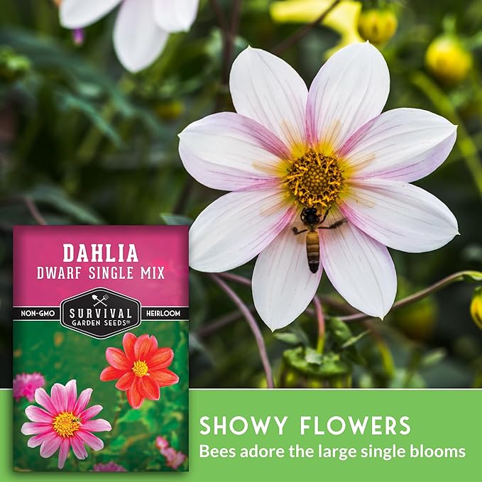 Dwarf Single Mix Dahlia Seeds for Planting - Compact Colorful Blooms for Beds, Borders & Containers - Easy-Grow Flower Variety - Heirloom Non-GMO - Survival Garden Seeds (5 Packs)