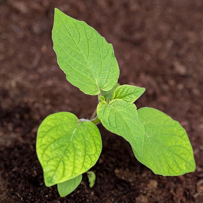 Seed Needs Ground Cherry Tomatillo Seeds for Planting - Non-GMO, Heirloom & Untreated Physalis pruinosa - Edible Cape Gooseberry/Golden Berries to Grow an Outdoor Vegetable Garden (1 Pack)