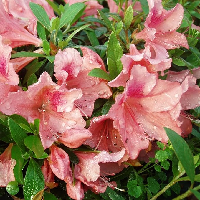 Mixed Azalea Seeds for Planting - 50+ Azalea Flower Seeds Bush Shrub Flowers Plant Seeds Perennial Flower Non-GMO Heirloom Seeds