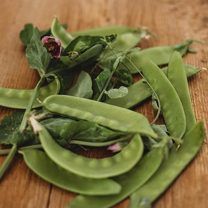Green Beauty Snow Pea - 50 Seeds - Heirloom & Open-Pollinated Variety, Non-GMO Vegetable Seeds for Planting in The Home Garden, Thresh Seed Company