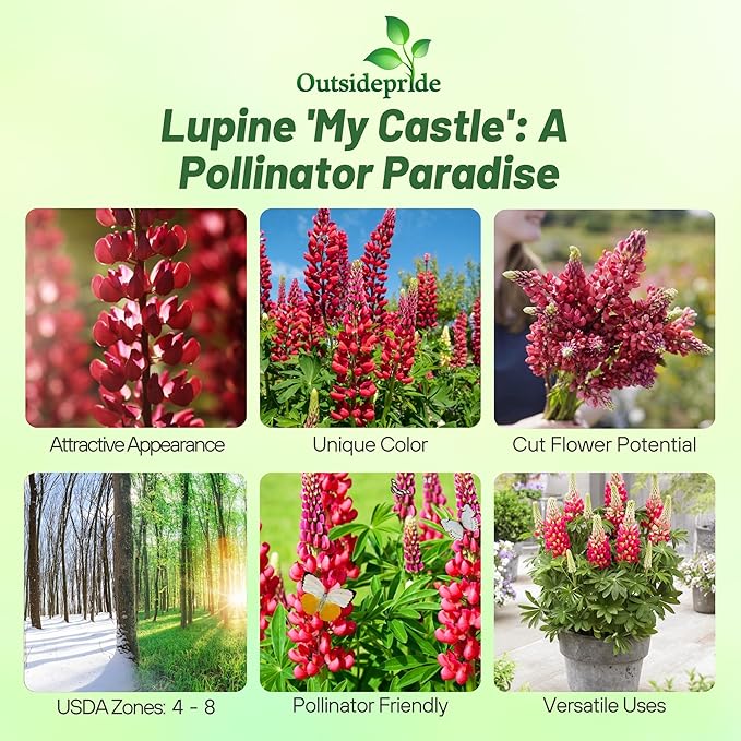 Outsidepride My Castle Red Russells Lupine Seeds - 1000 Pcs Perennial, Self-Sowing, Cold Hardy & Frost Tolerant Wildflower Seeds for Fall Planting, Ideal for Attracting Pollinators & Hummingbirds