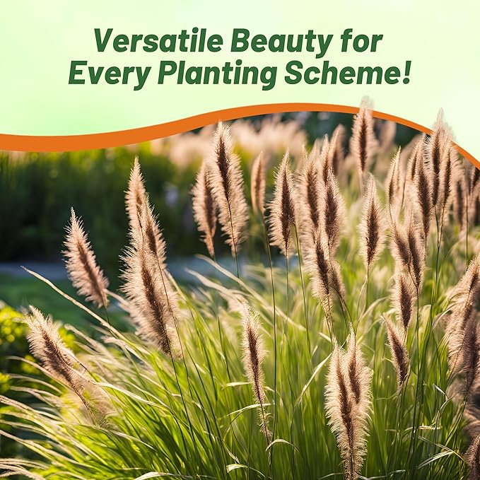 Outsidepride Chinese Pennisetum Fountain Ornamental Grass Seeds - 200 Pcs Perennial, Drought Tolerant Fountain Grass with Smoky Purple-Black Plumes for Low Maintenance Xeriscapes & Flower Arrangements