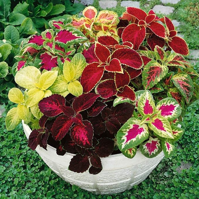 Outsidepride Rainbow Mix Coleus Seeds for Planting - 10,000 Pcs Annual, Compact, & Easy to Grow, Flower Seeds with Serrated Foliage, Ideal for Shaded Areas, Containers, Borders, & Gardens