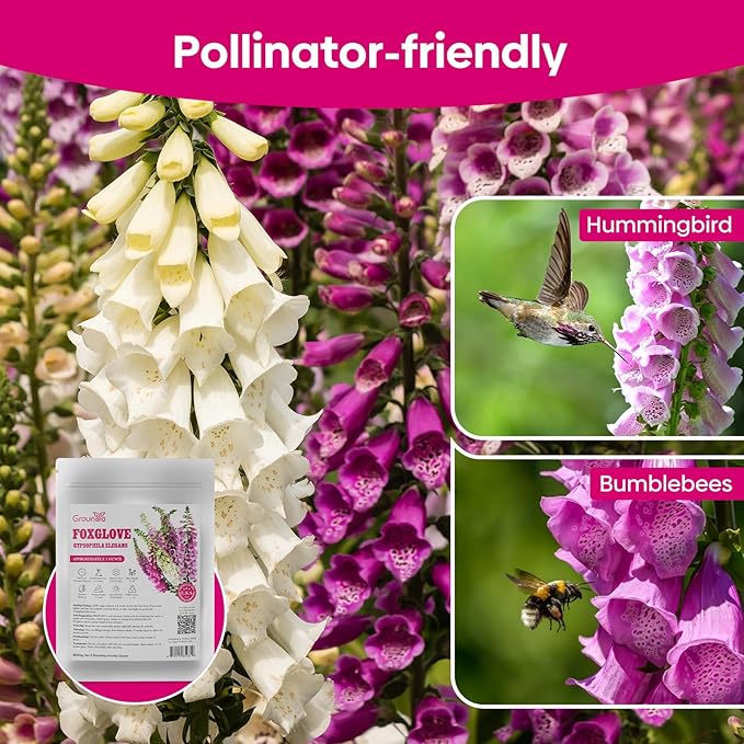 Foxglove Seeds, Large Packet 1 Ounce 290,000+ Seeds, 24-36’ Tall Spire Bloom Attract Hummingbirds and Bees, Non-GMO | Heirloom | USDA Zones 4-10