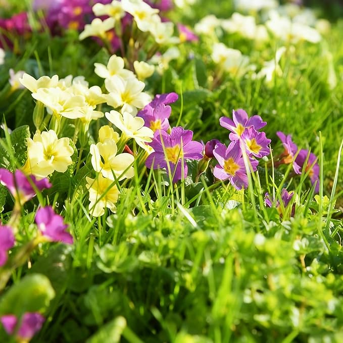 1000+ Primrose Primula Flower Seeds for Planting, Mixed Color Double Primula Seed, Perennial Plants, Non-GMO Heirloom Primrose Flower Seeds for Home Garden Outdoor