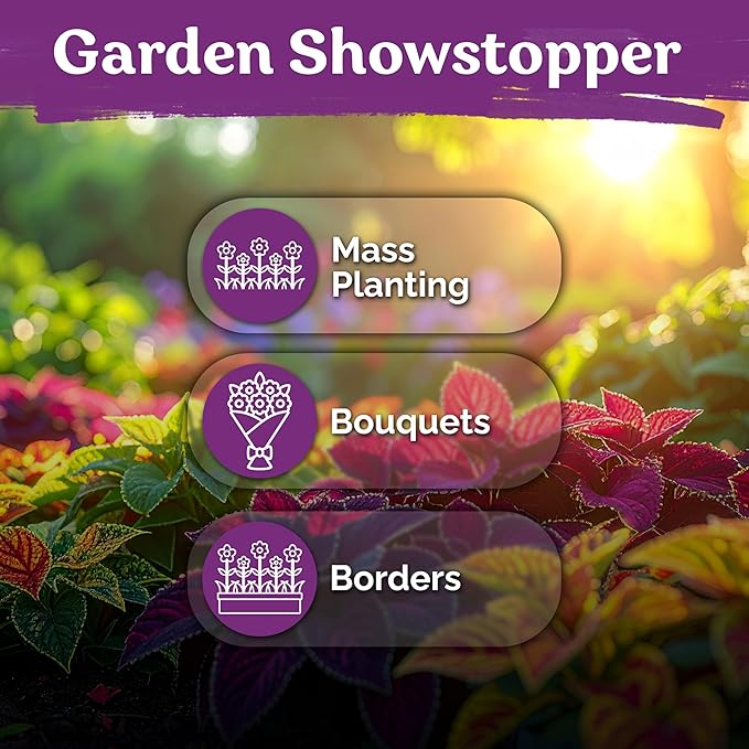 KVITER 1600 Rainbow Mixture Coleus (Plectranthus scutellarioides) Seeds – Vibrant Foliage for Shaded Gardens and Containers – Colorful Leaves, Easy to Grow, Great for Landscaping