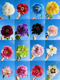 Mix Peony Seeds for Planting, 100+pcs Rare Perennial Peony Flower Seeds Plants, Non-GMO Heirloom Attracts Pollinators Blooms Flowers Plants for Home Garden Outdoors