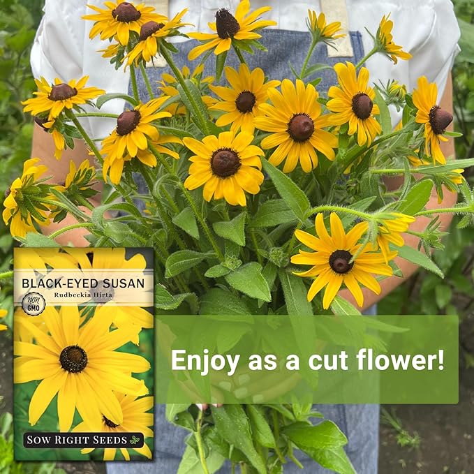 Sow Right Seeds - Black Eyed Susan Flower Seeds for Planting - Non-GMO Heirloom Seeds Packet to Plant a Home Garden - Perennial Wildflowers Attract Pollinators to Yard - Yellow with White Centers (4)