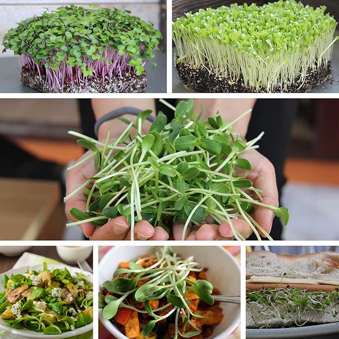 Turnip Seeds - Namenia - 4 Oz ~48000 Seeds - Brassica rapa - Non-GMO, Heirloom - Vegetable Garden, Growing Microgreens