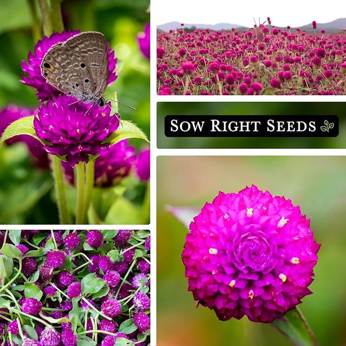Sow Right Seeds - Purple Globe Amaranth Seeds for Planting - Non-GMO Heirloom Packet with Instructions to Plant & Grow an Outdoor Home Flower Garden - Gomphrena Pompom Flowers - Use Dried for Tea (4)