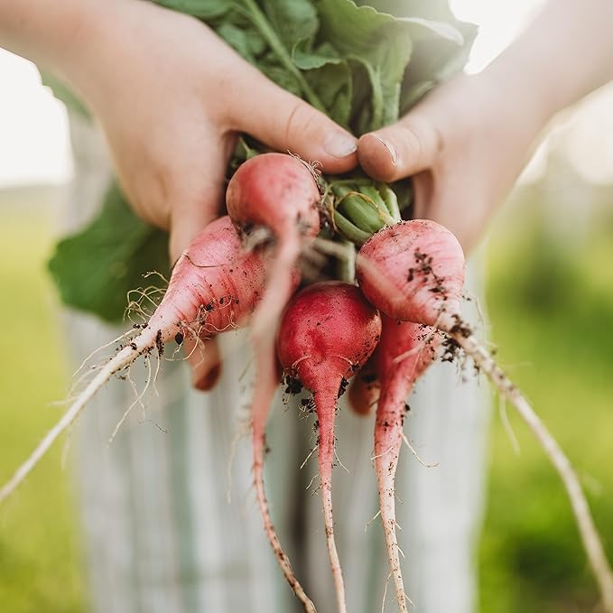 Cherry Belle Red Radish - 150 Seeds - Heirloom & Open-Pollinated Variety, Easy-to-Grow & Fast-Growing, Non-GMO Vegetable Seeds for Planting Indoors or Outdoors in The Home Garden, Thresh Seed Company