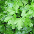 Parsley Italian Flat Leaf Dark Green Great Garden Herb by Seed Kingdom Bulk 15,000 Seeds