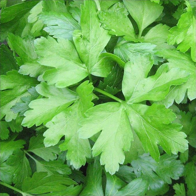 Parsley Italian Flat Leaf Dark Green Great Garden Herb by Seed Kingdom Bulk 15,000 Seeds