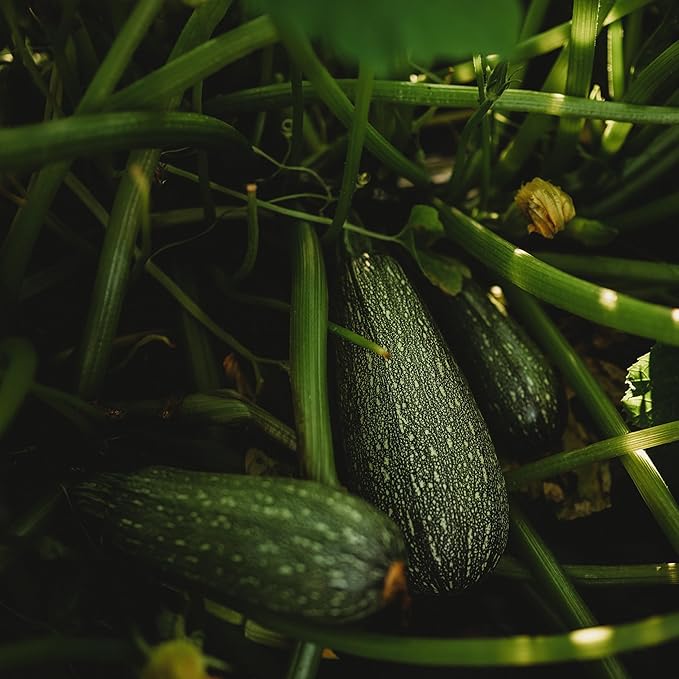 Grey Zucchini - 25 Seeds - Heirloom Zuccchini Variety, Popular for Calabacitas, Non-GMO Heirloom Zucchini Seeds for Planting Outdoors in The Home Garden, Thresh Seed Company