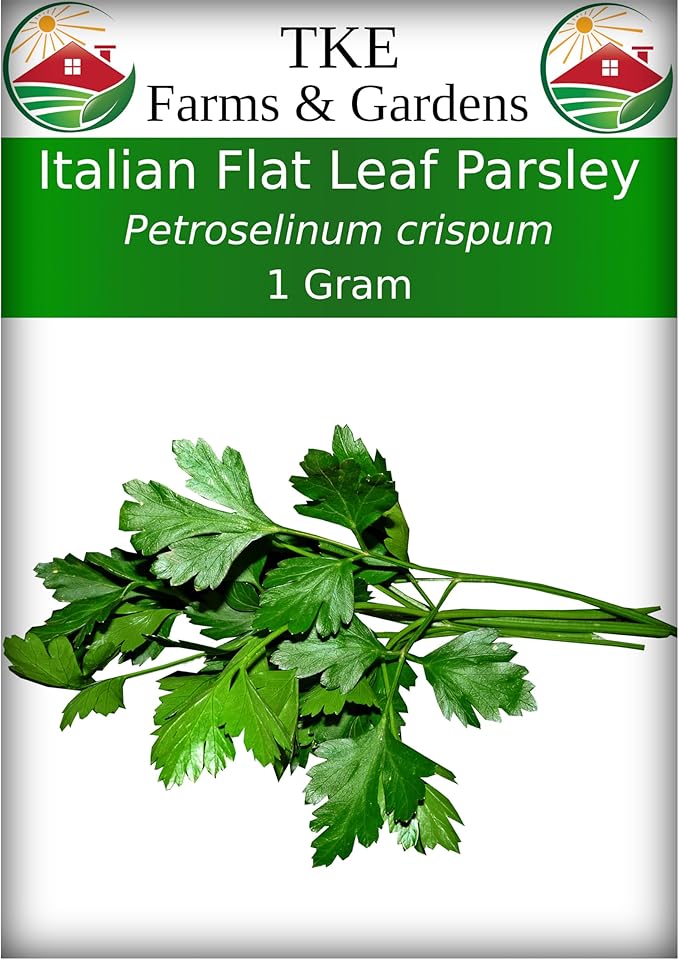 TKE Farms & Gardens - Italian Flat Leaf Parsley Seeds for Planting, 600+ Heirloom Non-GMO Seeds, Perfect for Indoor and Outdoor Gardens, Petroselinum crispum, Qty 1