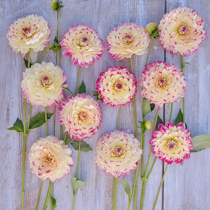 Eden Brothers Dahlia Bulbs (Decorative) - Aphrodite