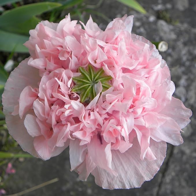 Seed Needs Pale Rose Peony Poppy Seeds for Planting - Heirloom & Open Pollinated Annual Flowers - Pink Ruffled Blooms to Attract Butterflies to the Garden (5 Packs)