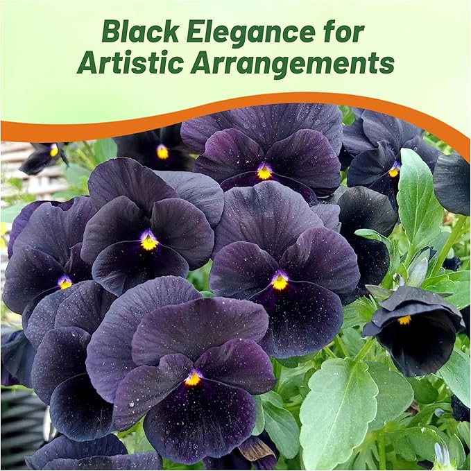 Outsidepride Black Viola Pansy Seeds for Planting - 1,000 Pcs. Biennials, Trailing, Cold-Hardy & Pollinator Friendly Flowers with Fragrant Blooms for Garden Beds, Borders & Container Displays