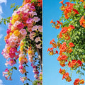110 Hummingbird Trumpet Vine Seeds for Planting Outdoor Flowers-Trumpet Creeper Seeds Non-GMO Heirloom Pollinator Garden