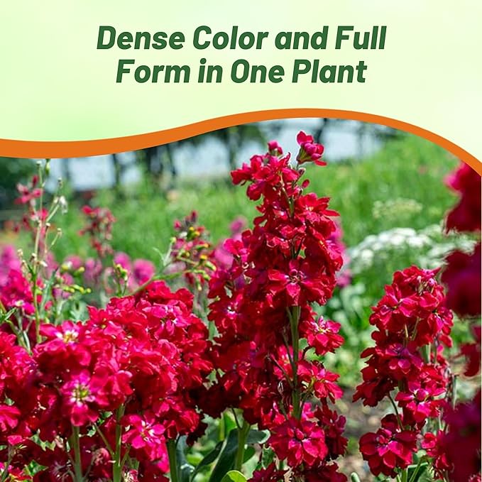 Outsidepride Ten Week Crimson Mattiola Stock Seeds - 1000 Pcs Annual Flower Seeds for Planting with Fragrant Blooms That Attract Pollinators, Compact Growth, for Cut Flower Arrangements & Containers