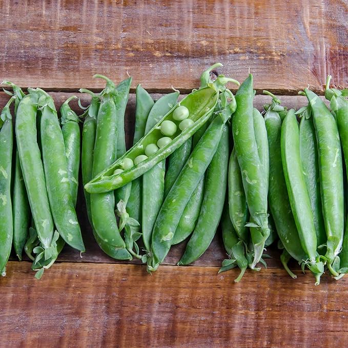 Green Arrow Pea Garden Seeds - 26 Gram Packet ~90 Seeds - Non-GMO, Heirloom Vegetable Gardening & Micro Pea Shoots Seeds
