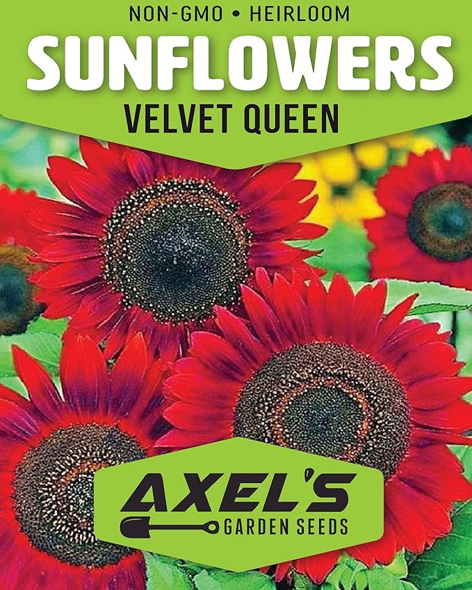 Red Sunflower Seeds for Planting - 50 Heirloom Non GMO Velvet Queen Flower Seeds Plant & Grow Home Outdoor Annual Garden - 2 Packets