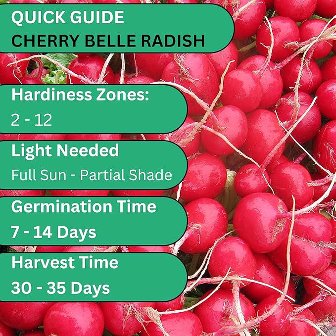 Woods Creek Seeds: Cherry Belle Radish Seeds for Planting - Over 450 Heirloom Non-GMO Radish Seed Pack - Premium Radishes for Sprouting - Fast-Growing Radishes for Your Vegetable Garden