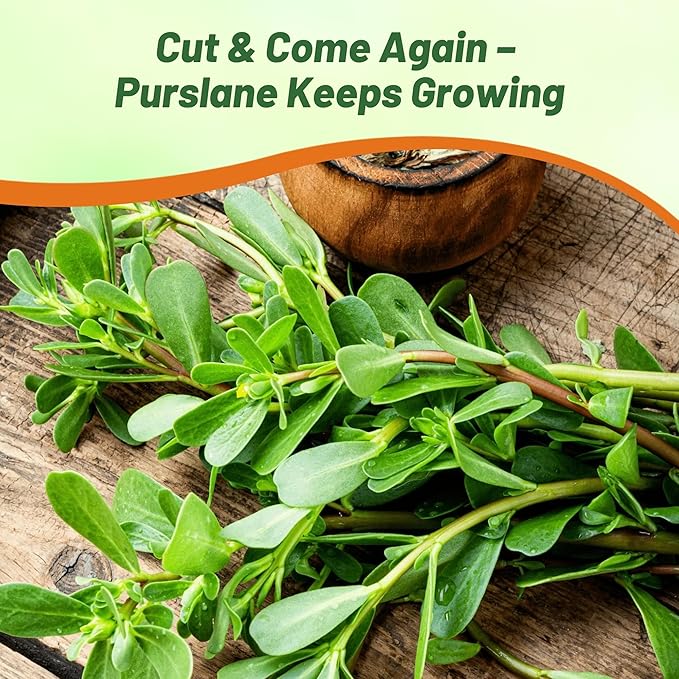 Outsidepride Green Purslane Seeds for Planting - 5,000 Pcs Annual, Easy to Grow, Vitamin-Rich & Drought Tolerant Succulent Seeds for Culinary, Xeriscaping, Containers & Hanging Baskets