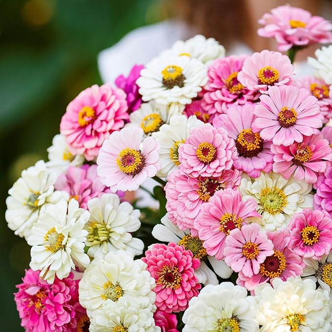 Eden Brothers Zinnia Seeds - Isn't This Romantic Mix, Non-GMO Seeds for Planting, 1 oz | Low-Maintenance Flower Seeds, Plant During Spring, Zones 3, 4, 5, 6, 7, 8, 9, 10